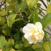             Camellia (any variety) (Camellia (any variety))        