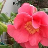 Camellia (any variety) (Camellia (any variety))