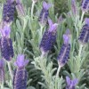             Lavandula (any variety) (Lavender (any variety))        