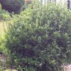Euonymus (any evergreen variety) (Spindle (any evergreen variety))