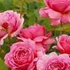 Rosa (any Shrub variety) (Rose (any Shrub variety))