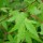 Acer palmatum (any variety)