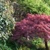 Acer palmatum (any variety) (Japanese maple (any variety))