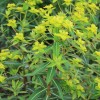 Euphorbia cornigera (Horned spurge)