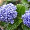 Ceanothus (any evergreen variety) (Californian lilac (any evergreen variety))