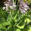 Hosta (any variety) (Plantain lily (any variety))