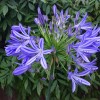 Agapanthus (any variety) (African lily (any variety))