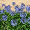 Agapanthus (any variety) (African lily (any variety))