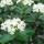 Viburnum (any evergreen variety)