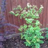 Viburnum (any evergreen variety) (Viburnum (any evergreen variety))