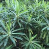 Euphorbia mellifera (Honey spurge)