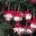 Fuchsia (any half-hardy, bushy variety)