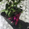 Fuchsia (any half-hardy, trailing variety) (Fuchsia (any half-hardy, trailing variety))
