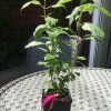 Fuchsia (any half-hardy, trailing variety) (Fuchsia (any half-hardy, trailing variety))