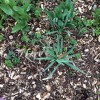 Allium (any bulbous, ornamental variety) (Allium (any bulbous, ornamental variety))