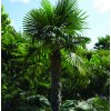 Trachycarpus fortunei (Chusan palm)