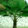 Trachycarpus fortunei (Chusan palm)
