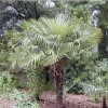             Trachycarpus fortunei (Chusan palm)        