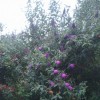 	        Butterfly bush (any variety) (Buddleja davidii (any variety))	    