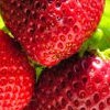 Fragaria x ananassa (any edible variety) (Strawberry (any edible variety))