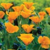Eschscholzia californica 'Orange King' (California poppy 'Orange King')