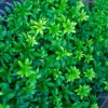 Pachysandra terminalis 'Green Sheen' (Japanese spurge 'Green Sheen')