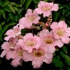 Podranea ricasoliana (Pink trumpet vine)