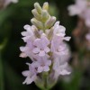 Lavandula angustifolia 'Ellagance Pink' (Ellagance Series) (English lavender 'Ellagance Pink')
