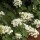 Hydrangea quercifolia 'Pee Wee'