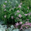 Pelargonium 'Attar of Roses' (Pelargonium 'Attar of Roses')