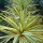 Yucca gloriosa 'Bright Star'