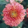 Chrysanthemum 'Doctor Tom Parr' (Chrysanthemum 'Doctor Tom Parr')