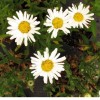 Leucanthemum x superbum 'Starburst'  (Shasta daisy 'Starburst' )