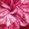 Dianthus 'Cosmic Swirl Pink' (Pink 'Cosmic Swirl Pink')