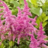 Astilbe chinensis 'Love and Pride' (Chinese astilbe 'Love and Pride')