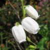 Daboecia cantabrica f. alba (White irish heath)