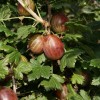 Ribes uva-crispa 'Martlet' (Gooseberry 'Martlet')