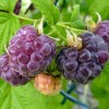 Rubus 'Glencoe' (Raspberry 'Glencoe')