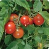 Lycopersicon esculentum 'Tumbler' (Tomato 'Tumbler')