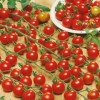 Lycopersicon esculentum 'Supersweet 100' (Tomato 'Supersweet 100')