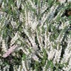 Calluna vulgaris 'Wollmer's Weisse' (Heather 'Wollmer's Weisse')