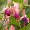 Fuchsia 'Rose of Castile Improved' (Fuchsia 'Rose of Castile Improved')