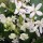Clematis (any Early-flowering, Group 1 variety)
