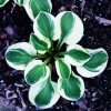 Hosta 'Frosted Mouse Ears' (Plantain lily 'Frosted Mouse Ears')