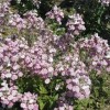 Lobelia erinus 'Lilac Fountain' (Trailing lobelia 'Lilac Fountain')