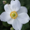 Anemone x hybrida 'Coupe d'Argent' (Japanese anemone 'Coupe d'Argent')