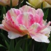 Tulipa 'Foxtrot' (Tulip 'Foxtrot')