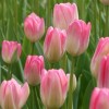 Tulipa 'Hatsuzakura' (Tulip 'Hatsuzakura')