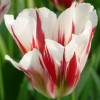 Tulipa 'Flaming Springgreen' (Tulip 'Flaming Springgreen')