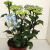             Hydrangea macrophylla 'Zaza' (Black Steel Series) (Hydrangea 'Zaza')        